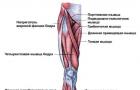 Качаем внутренние мышцы бедер: упражнения и советы Как прокачать мышцы между ног